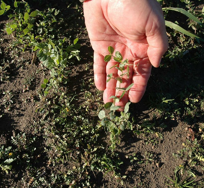 Fred Schmidt, a Walnut Ridge rice farmer, holds up a sprig of Austrian winter pea, one of the cover crops he planted as part of a demonstration project. 