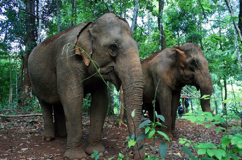 Havens shelter elephants The Arkansas DemocratGazette Arkansas