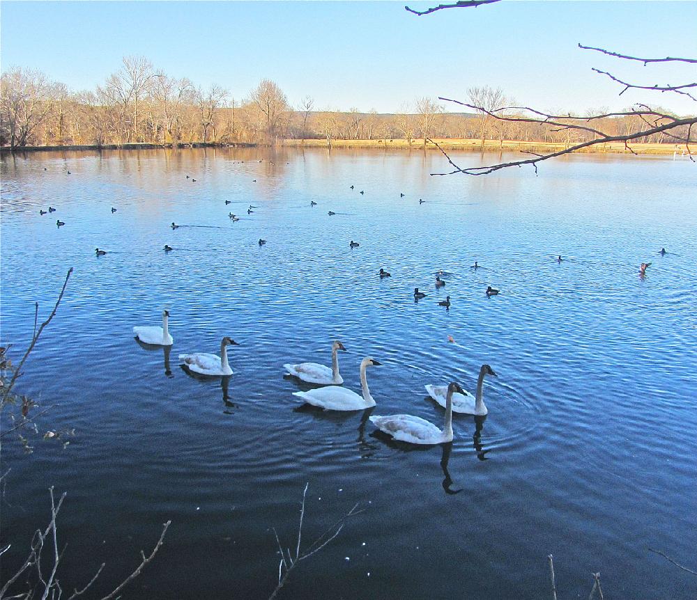 Trumpeter swans add majesty to Magness Lake