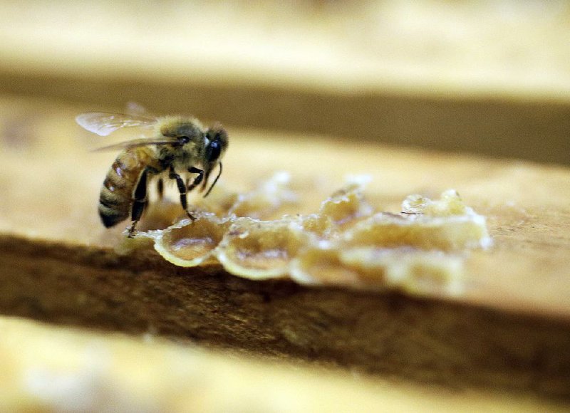 A bee works on a honeycomb at the Gene Brandi Apiary in Los Banos, Calif., in this file photo. In a preliminary report Wednesday, the EPA said the pesticide imidacloprid “shows a threat” to honeybees when used on certain crops. 