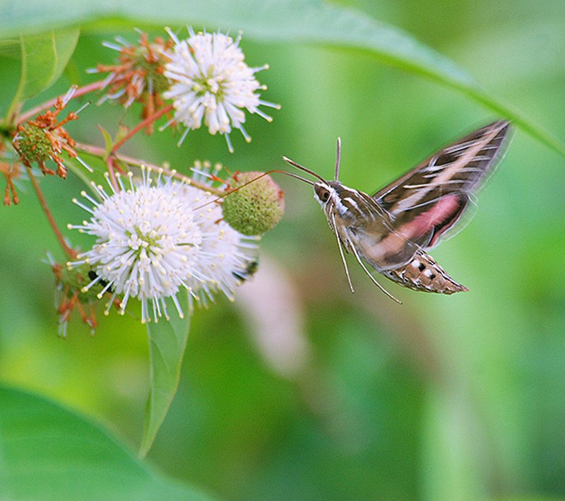 Photo by Terry Stanfill A white-lined sphinx moth visits a buttonbush along the Eagle Watch Nature Trail in Gentry.