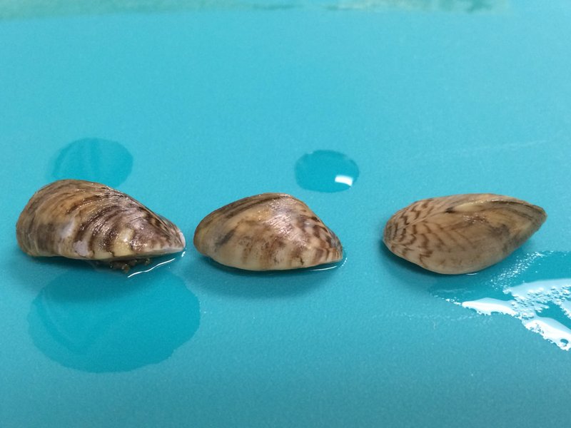 Beaver Lake is free of zebra mussels, but they have infested nearby waterways. Boaters who travel to waters known to have zebra mussels should take preventive steps before launching at Beaver Lake.