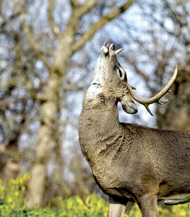 Friday – Sunday
Arkansas Big Buck Classic
LITTLE ROCK — The 25th annual Arkansas Big Buck Classic will be held from 1-9 p.m. Friday, 9 a.m. to 9 p.m. Saturday and 10 a.m. to 6 p.m. Sunday at the Arkansas State Fairgrounds. There will be a $10,000 cash giveaway, the Great Gun Giveaway and a grand prize, a CAN AM Outlander ATV, for the Big Buck Contest winner. The classic will include vendor exhibits, demonstrations, a live deer display, a free kids bow-fish shoot, an archery shoot, giant inflatable games for kids, a bait-casting simulator, the Fetch and Fish dog show, fishing seminars and more. The Big Buzz State Chili Cook-off will be held, as well as seminars by Gary Sefton. Parking is free. For more information, visit www.bigbuckclassic.com or Facebook.