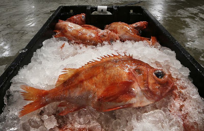 Redfish are displayed at the Portland Fish Exchange in Portland, Maine, in early January. 