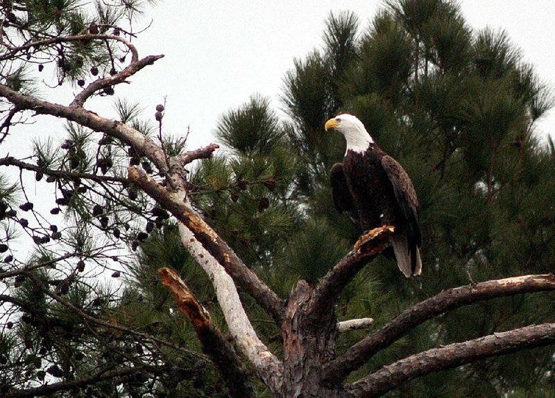 Eagles, raptors, hawks and even penguins are the winged stars of Eagles Et Cetera, an annual celebration of birds and conservation efforts at DeGray Lake Resort State Park. 