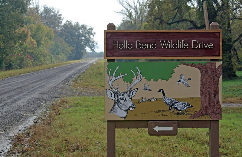 This whitetail doe was spotted along the auto-tour route in the Wapanocca National Wildlife Refuge.