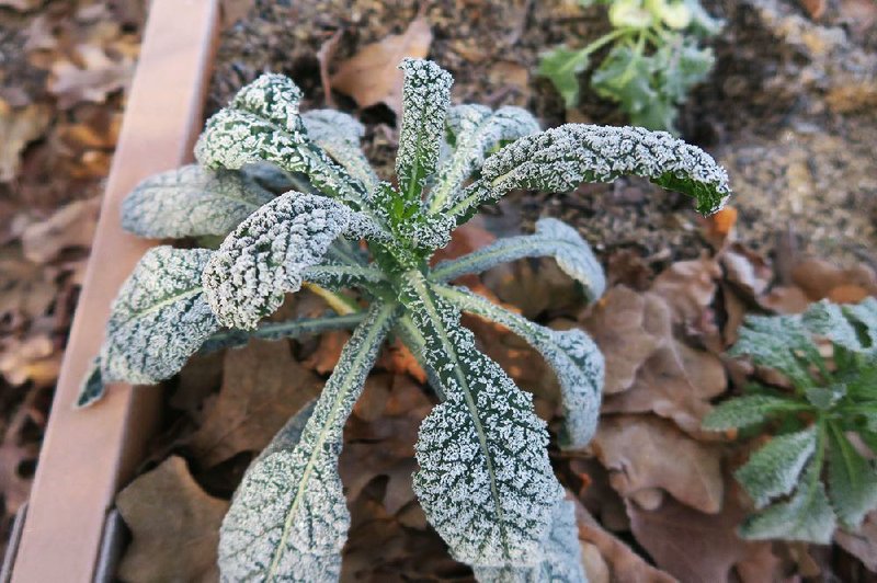 Kale can handle freezing conditions that kill other green vegetables. 