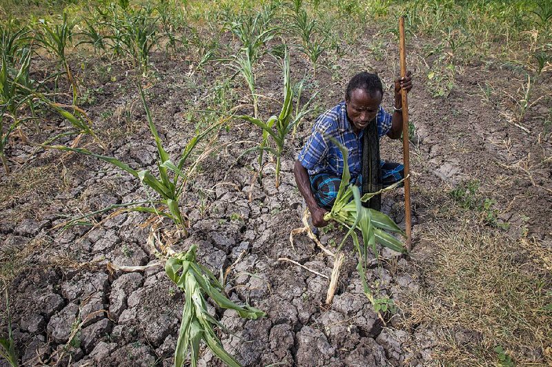 A farmer shows his failed crop and dry, cracked soil in the Megenta area of Afar, Ethiopia. He said he had lost 100 percent of his crop. 