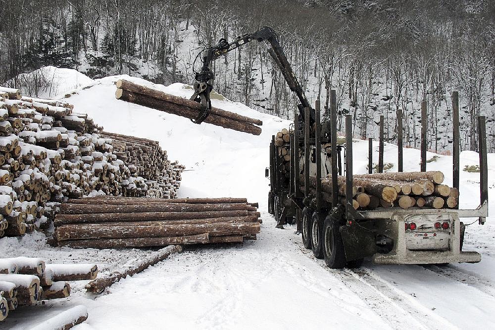 Lumberjack ranks thinning; job's unpopular, hard
