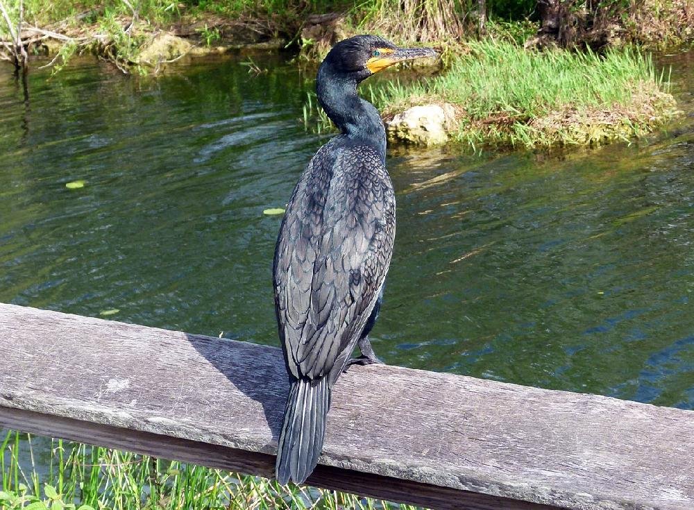 Freaky fowl