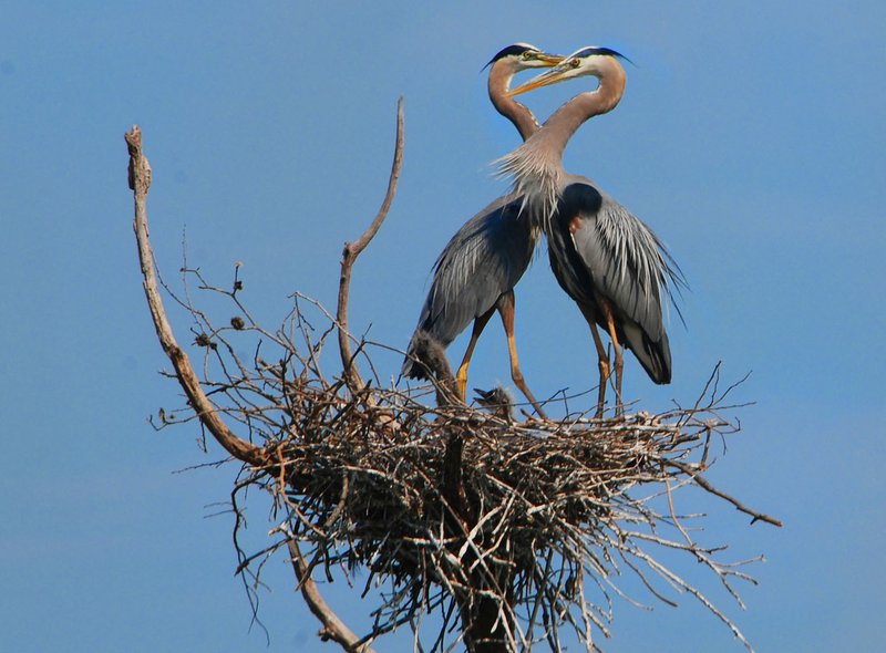 Great blue herons frolic in their nest beside a pond near Gentry.