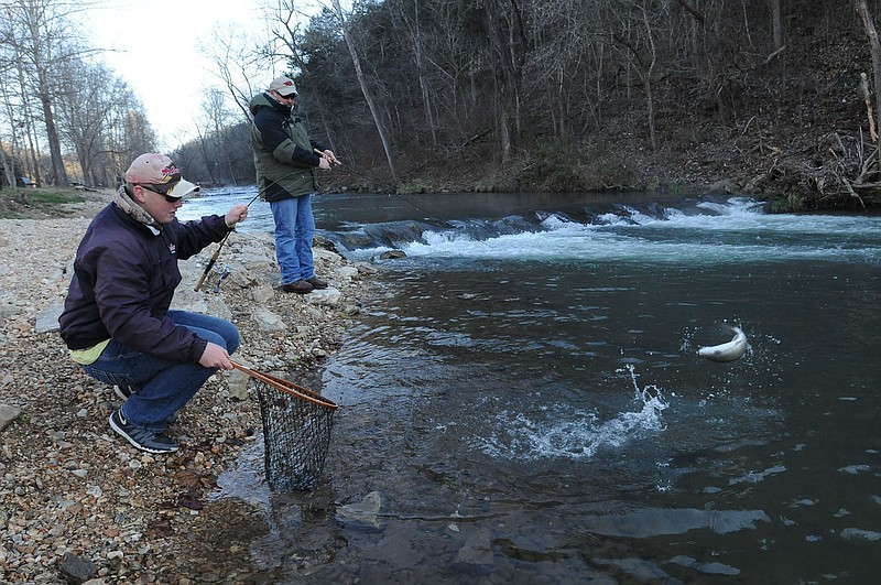 Staff photograph by Flip Puttoff Derek Perona of Farmington catches a leaping rainbow trout Dec. 18 while fishing with his dad, Mike Perona, at Roaring River State Park in Missouri. Fishing is with flies only, and all trout must be immediately released.