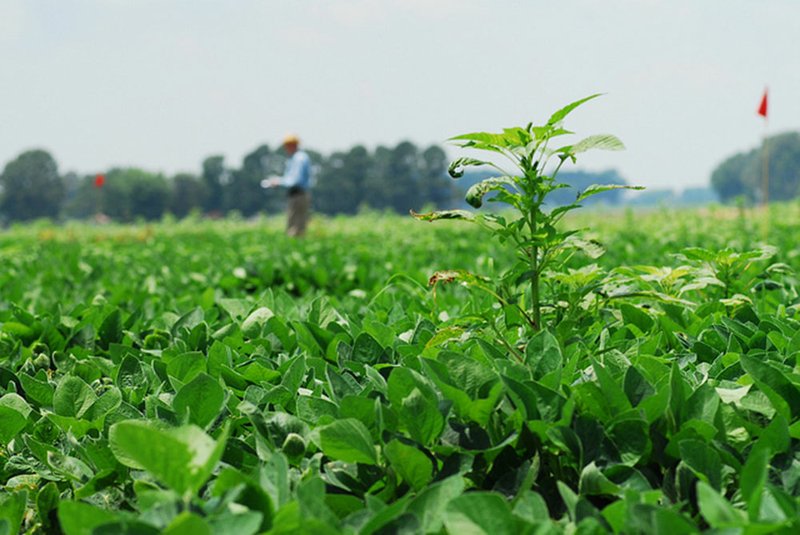 Pigweed pokes its head above a soybean field in this 2009 file photo. 