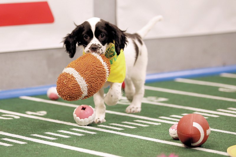 Puppy Bowl XII: Animal Planet event promotes pet adoption.