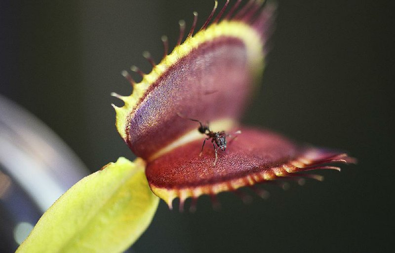 Researchers have determined that insect-eating Venus flytraps can count, in a way: The motor cells that close the leafy jaws on prey act only when they receive two electrical impulses within about 20 seconds from the plant’s trigger hairs. 