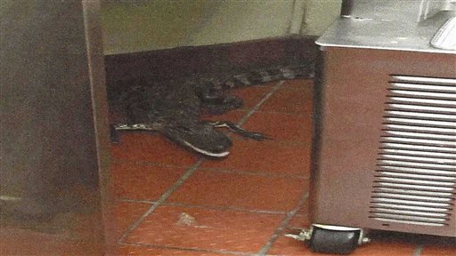 This Oct. 12, 2015, photo provided by the Florida Fish and Wildlife Conservation Commission shows an alligator in the kitchen of a Wendy's Restaurant in Loxahatchee, Fla. Florida wildlife officials say that 24-year-old Joshua James threw a 3.5-foot alligator through a fast-food restaurant's drive-thru window in October. He's charged with assault with a deadly weapon. On Tuesday, Feb. 9, 2016, bail was set at $6,000. 