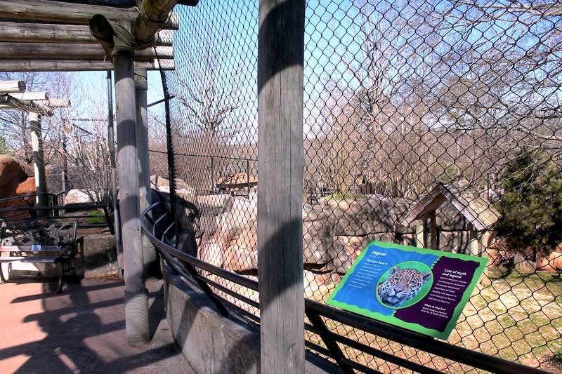 Chain-link wire netting surrounds the viewing area of the jaguar exhibit at the Little Rock Zoo on Tuesday, Feb. 9, 2016, as part of a project to increase safety measures for visitors and keepers. 