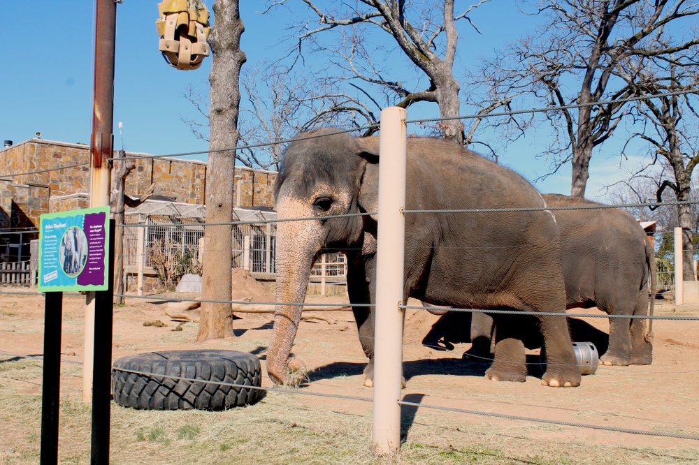 photos-little-rock-zoo-adds-safety-measures-nearly-2-years-after-boy