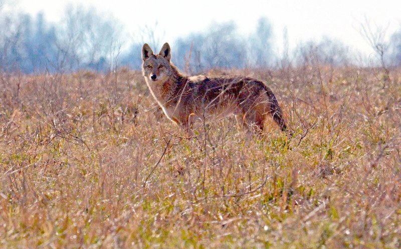 Photo by Terry Stanfill A coyote pauses for a few seconds on his daily travels.