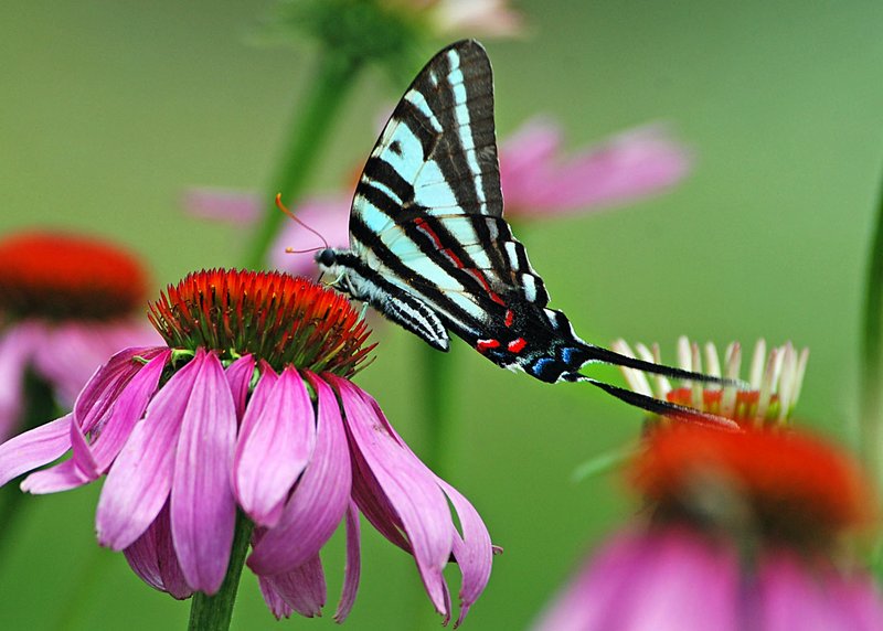 Courtesy photo/TERRY STANFILL A fast shutter speed is critical when photographing wildlife, Stanfill says. Fast shutter speeds freeze action, such as the wings of this zebra butterfly on a coneflower.