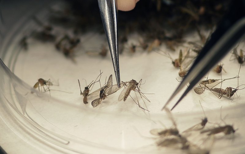 Dallas County Mosquito Lab microbiologist Spencer Lockwood sorts mosquitoes collected in a trap in Hutchins, Texas. The trap had been set up near the location of a confirmed Zika virus infection. 