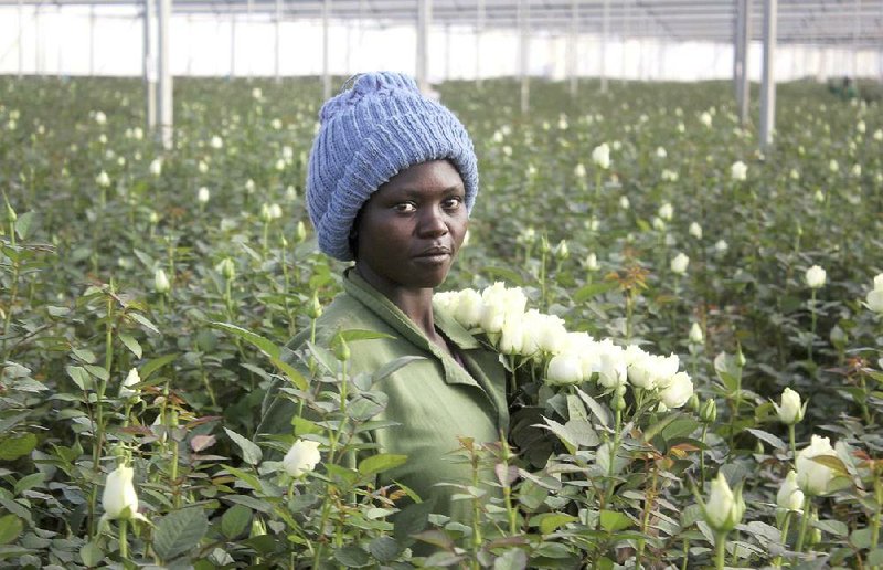Phanice Cherop works earlier this month at the AAA Growers’ farm in Nyahururu, Kenya. Cherop, a mother of four, admits she has never received a bouquet, saying, “I would like some.” 