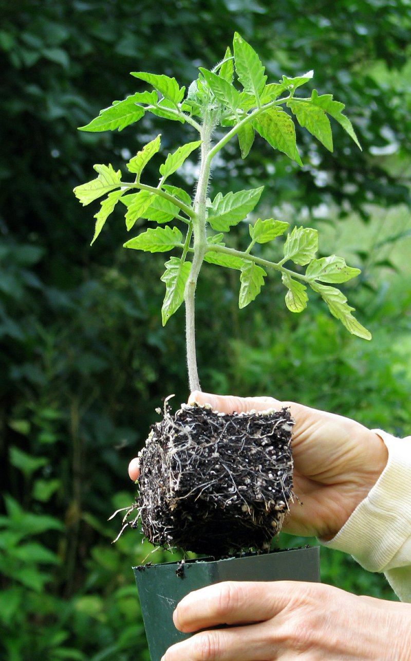 A tomato plant displays stocky growth — a healthy green color and roots that fi ll the pot but aren’t cramped — all signs of a good tomato transplant, in New Paltz, N.Y.