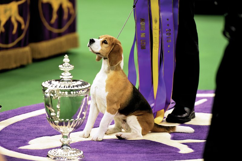 140th Westminster Kennel Club Dog Show