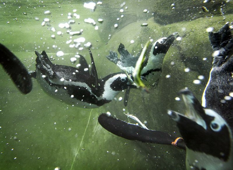 Sponsorship lowers Little Rock Zoo admission to 1 for day