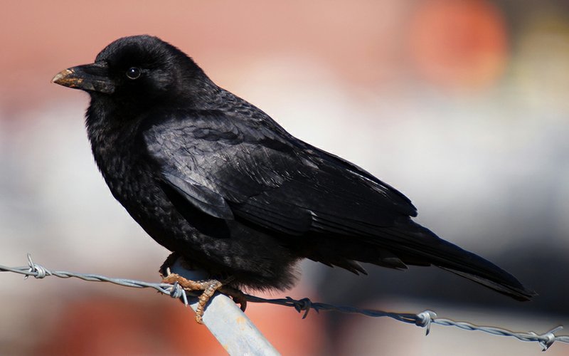 Most Arkansans are very familiar with the glossy-black American crow, but few know that these members of the Corvid family are considered among the most intelligent of all birds.