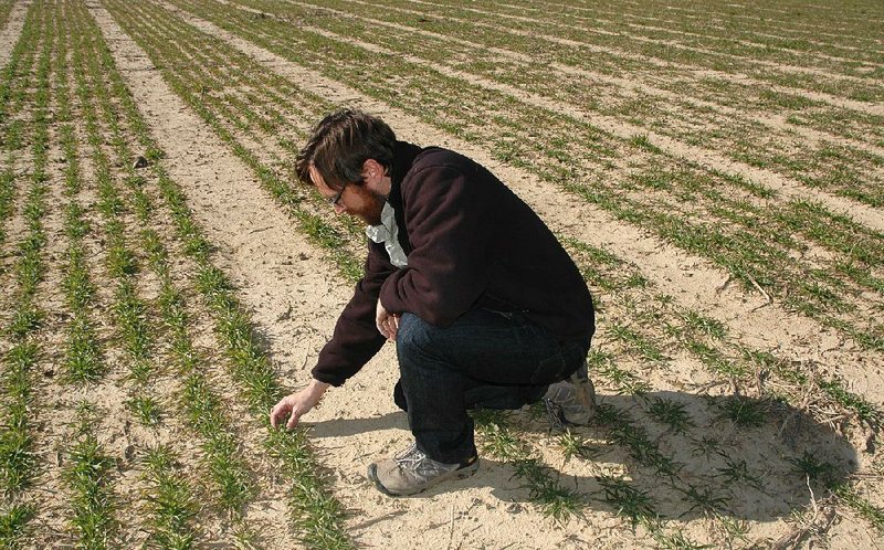Esten Mason examines Winter wheat that should be ready for harvest by June grows at a research station in Marianna. A new variety of soft red winter wheat developed by the University of Arkansas Division of Agriculture, which Mason runs, will be available to farmers in the fall. 