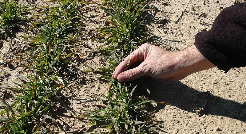 Winter wheat growing at a research station in Marianna is examined by Esten Mason, a wheat breeder for the University of Arkansas Division of Agriculture, in this February 2016 file photo. The study was made before that fall's release of a new variety of soft red winter wheat developed by the UA.