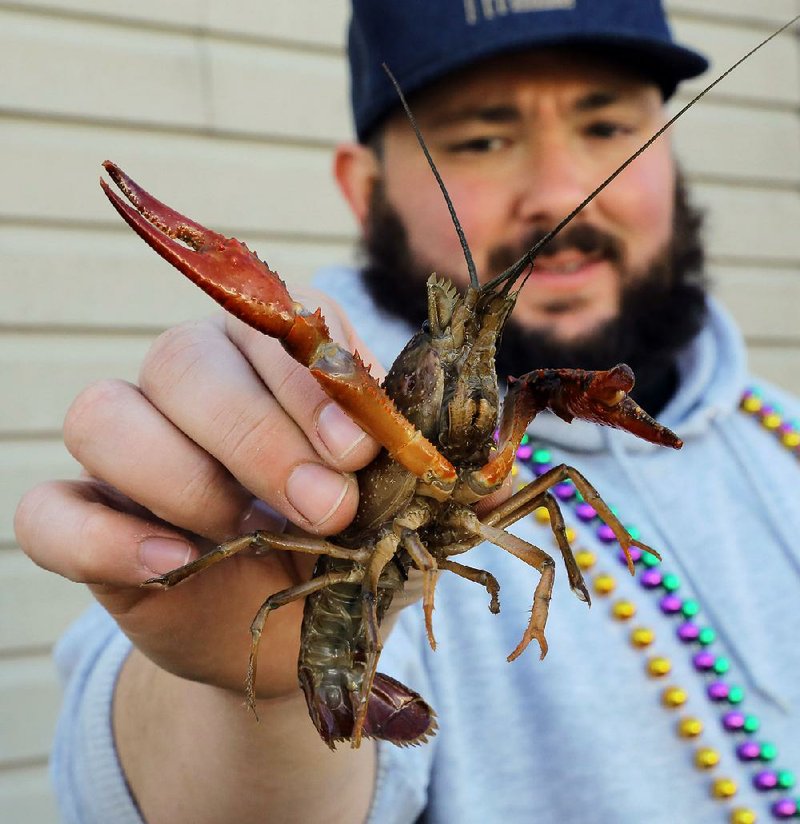 Faded Rose general manager Zac David holds up one of several thousand cranky Louisiana crawfish destined to become a cooked crustacean star of the Little Rock restaurant’s annual Fat Tuesday crawfish boil.