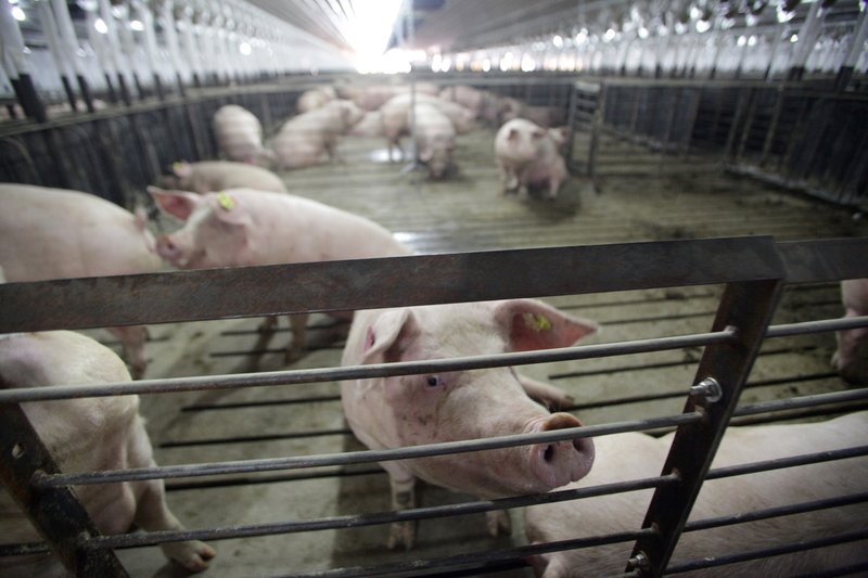 FILE — Sows mill around a pen inside one of two large, climate-controlled barns at C&H Hog Farms in Mt. Judea in this 2013 file photo.