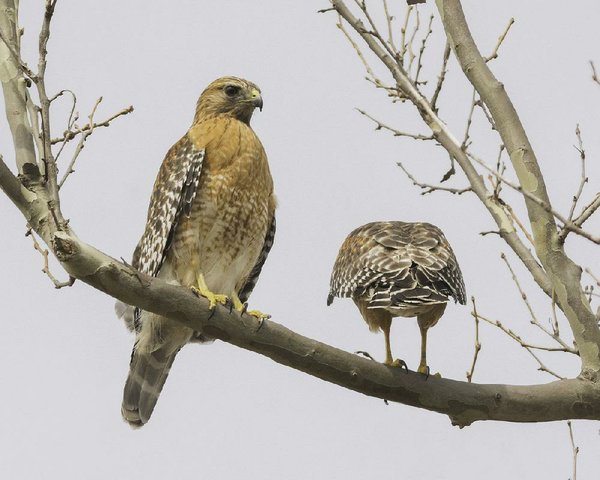 Birds of prey have a look in their eyes