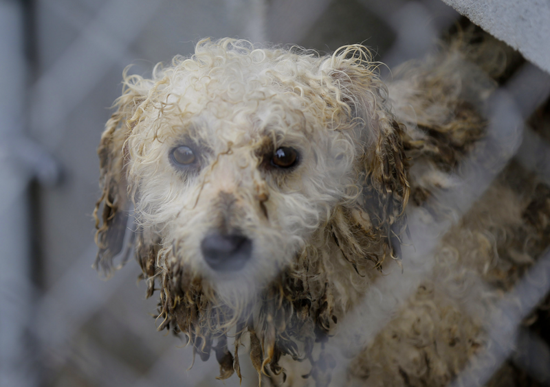 A muddy mid-sized dog watches during an animal rescue, Thursday, March 3, 2016, in Madison County. (Brandon Wade/AP Images for The Humane Society of the United States)