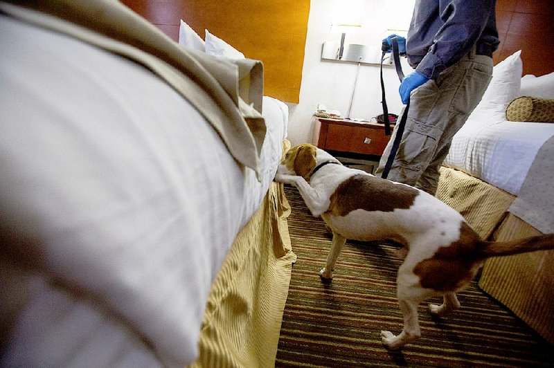 Dexter, a dog with M&M Pest Control, sniffs for bedbugs at a hotel in New York last month. With bedbug complaints rising nationwide, the tiny, biting insects are causing headaches for hotel owners who not only have to figure out how to get rid of them but also how to respond to online accusations of bedbug infestations. 