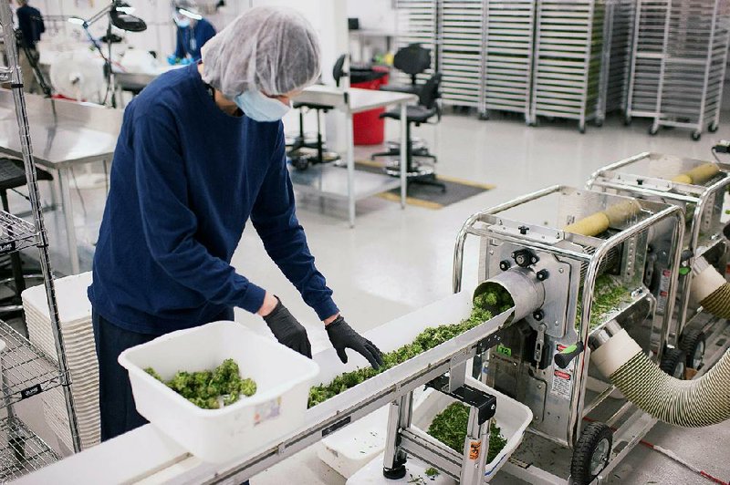 An employee loads marijuana cuttings into an automated trimmer at the Tweed Inc. facility in Smith Falls, Ontario, in this fi le photo. Commodity exchanges for marijuana are being created for a growing market that is already a $5 billion industry in the U.S.