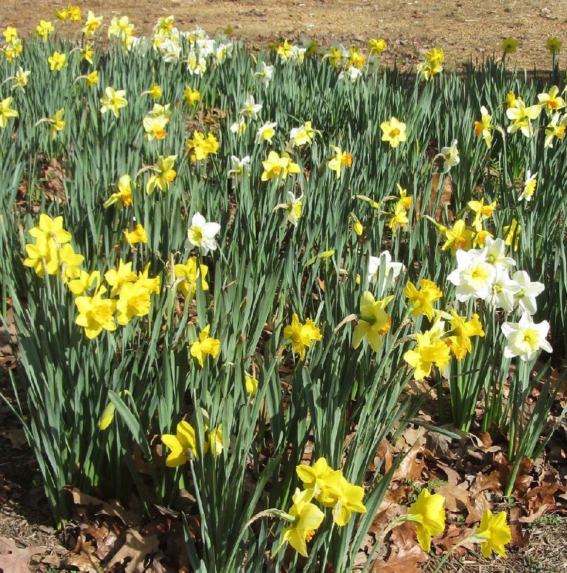 Yellow is the primary color at the Wye Mountain Daffodil Festival, scheduled for Saturday and Sunday as well as March 19-20.