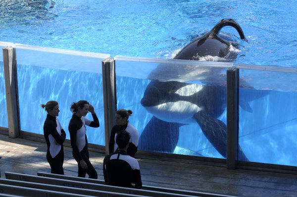 Orca trainer salary Orca trainer salary