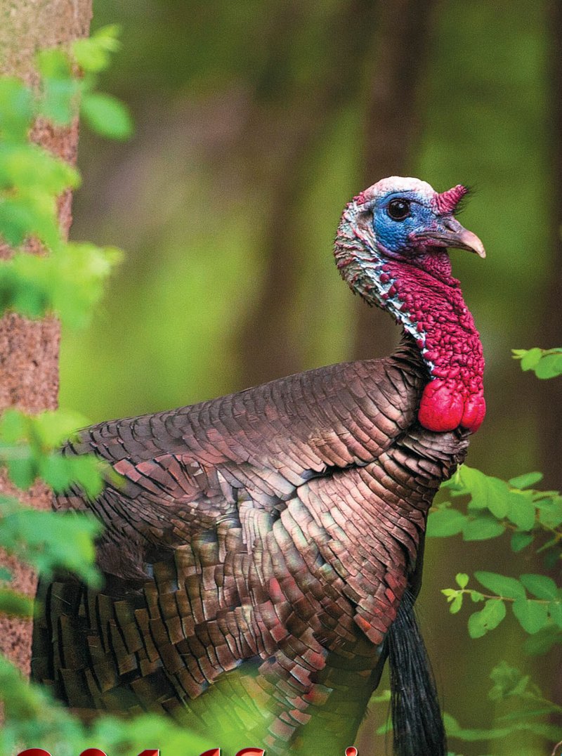 Missouri turkey outlook good for spring hunting The Arkansas Democrat