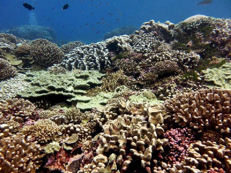 This coral reef lies near remote Millennium Atoll in the central Pacific.