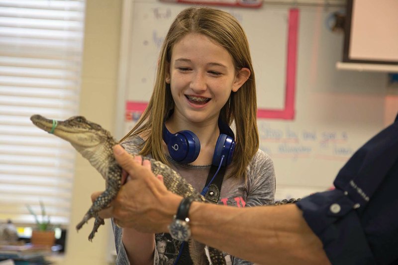 Seventh-grader Chloe Veuleman reaches out to hold Chomps from the Arkansas Alligator Farm and Petting Zoo. Chloe is part of the Cabot Junior High School North Science Club, which raised $250 for the alligator farm after 13 gators were stolen last year.