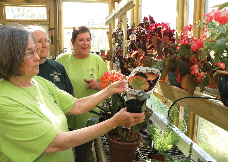 Sherry Faulkner, right, talks about learning to propagate houseplants for the Saline County Master Gardeners Plant Sale set for 8 a.m. Saturday. Also shown are Sandy Morris, center, and Sandy Rial, left, who holds a sample of a leaf from the mother Rex begonia plant that Faulkner used to propagate the baby plant.