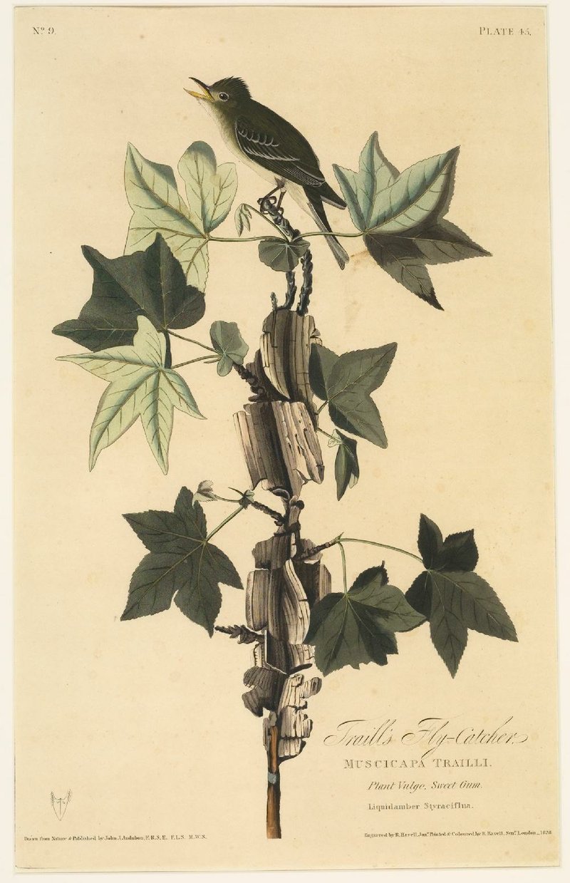 Traill’s Flycatcher, John James Aududon, paper and ink, 1822, is part of the collection of the Historic Arkansas Museum, which will screen Audubon: The Film on Wednesday.