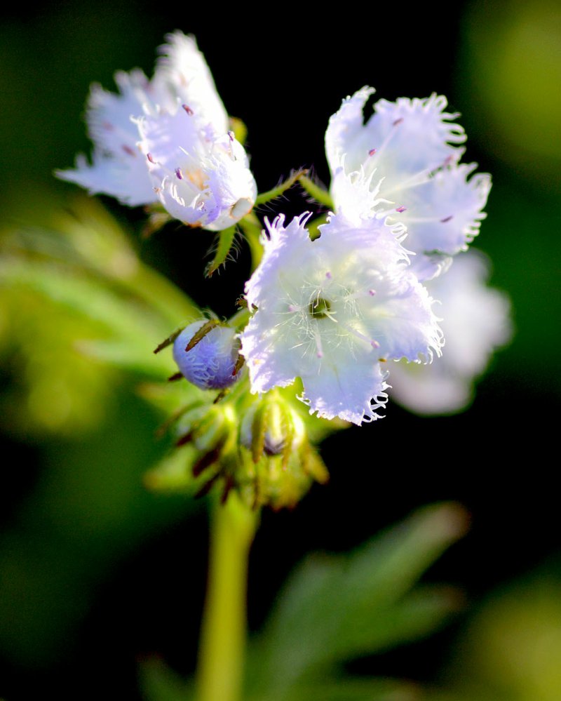 Photo by Terry Stanfill Miami mist blooms in Gentry&#8217;s new Flint Creek Nature Area. The plant is rare in Arkansas.