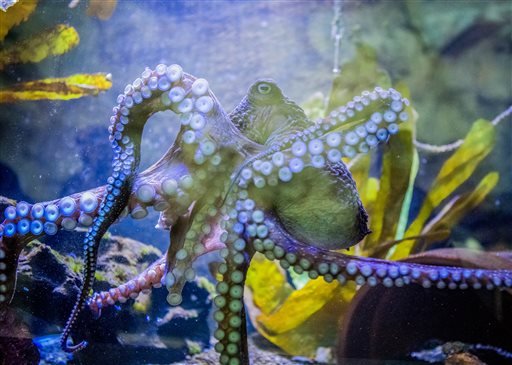 This undated image provided by The National Aquarium of New Zealand shows Inky the octopus swimming in a tank at the National Aquarium of New Zealand in Napier, New Zealand. 