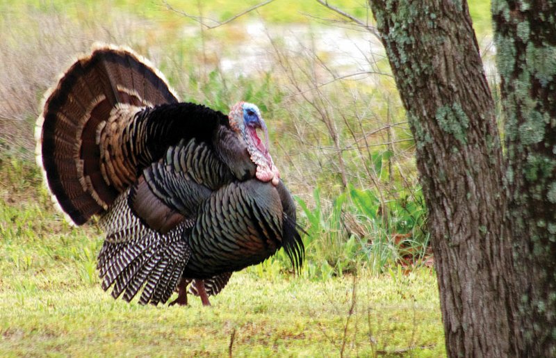 Hunting the wild turkey gobbler is an affliction that infects thousands of Arkansas sportsmen and women.