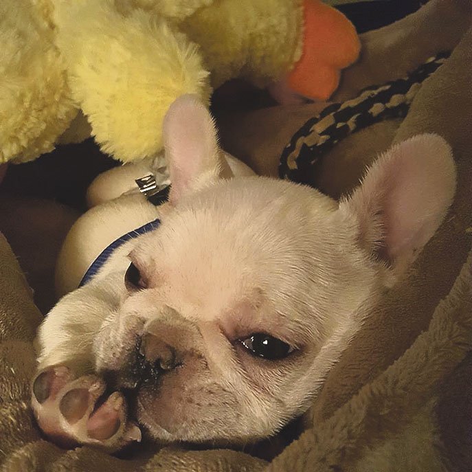 Toad is a 3-month-old French bulldog who is thriving in spite of spina bifida, thanks to being rescued by Northwest Arkansas Pit Bull Ambassador. He’ll be one of the grand marshals of the pet parade at Saturday’s Spring Fest in Fayetteville.