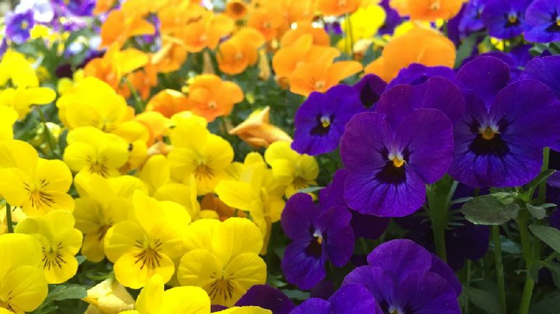 ProShot allows users to adjust the photography settings on a smartphone for more even tones in shots such as this one of spring flowers in bright daylight. 